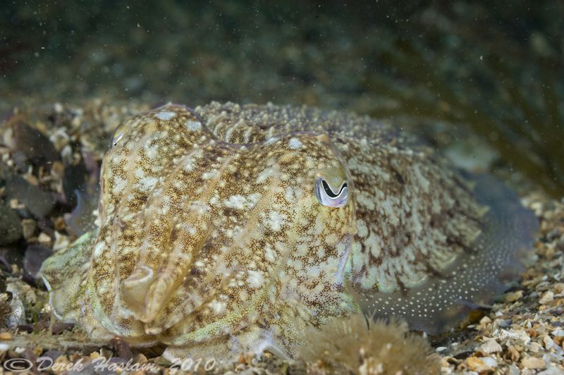 Cuttlefish. Plymouth. D3, 60mm. by Derek Haslam 