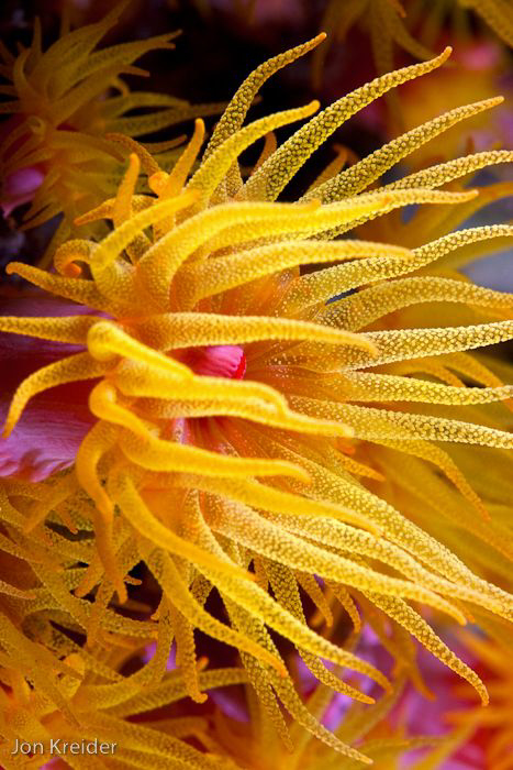 Yellow soft coral bloom at night by Jon Kreider 