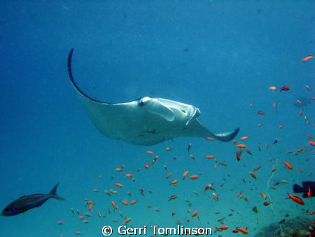 Manta at Kuredu House Reef, Maldives by Gerri Tomlinson 