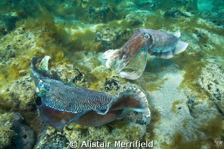 Cuttlefish (Sepia apama); Whyalla, SA, Australia. by Alistair Merrifield 