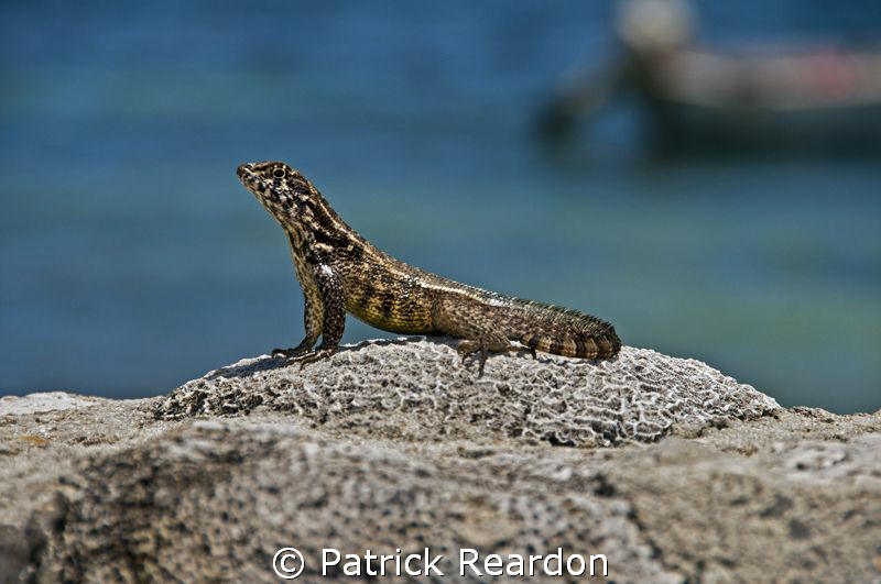 A lizard proudly poses atop the coral overlooking Conch P... by Patrick Reardon 