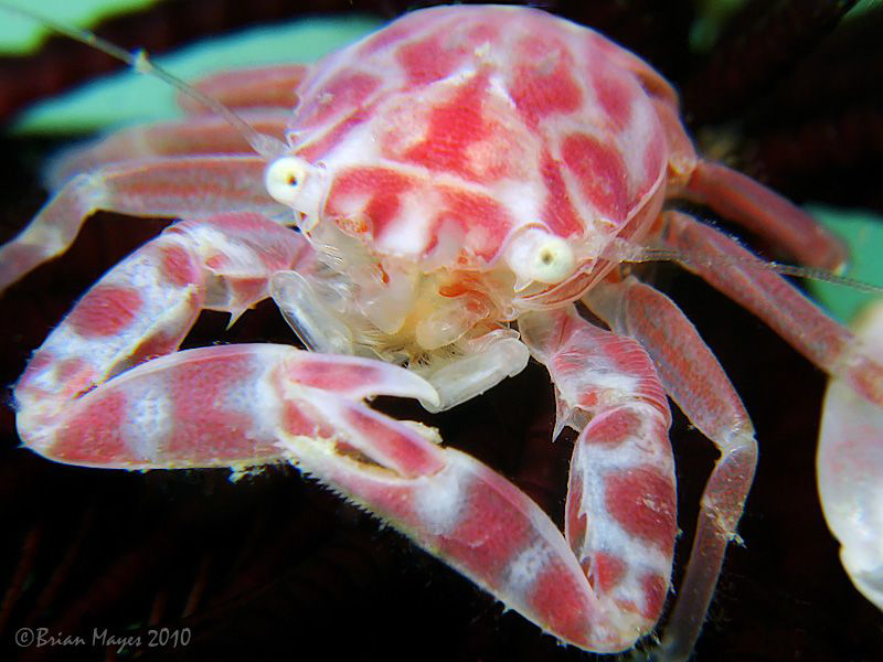 Porcelain Crab (Porcellanella sp.) on the underside base ... by Brian Mayes 