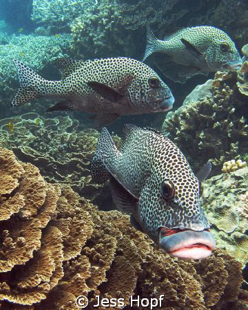 Plectorhinchus chaetodonoides, better known as a 'spotted... by Jess Hopf 