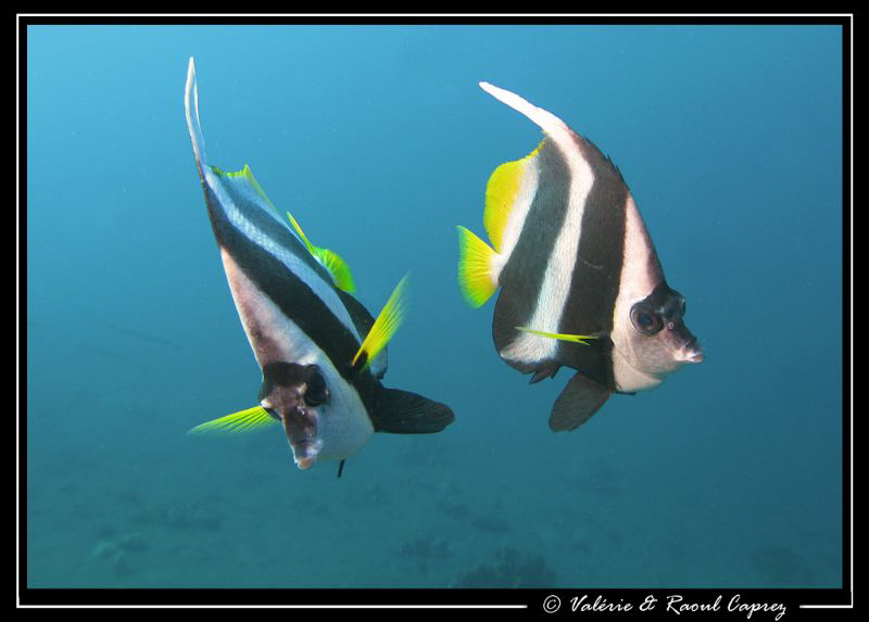 Heniochus acuminatus by Raoul Caprez 