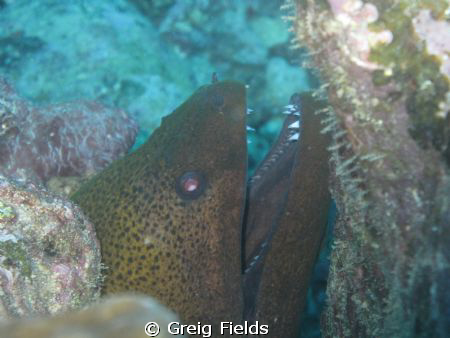 This is a shot of a green moray eel that I took while in ... by Greig Fields 