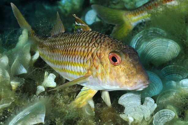 A small unidentified Goatfish or Mullet seen on a dive of... by Paul Colley 