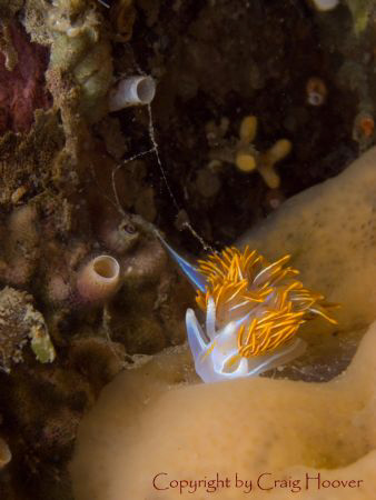 Hermissenda crassicornis from Mendocino, California. by Craig Hoover 