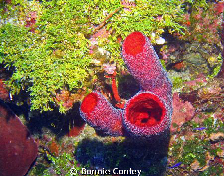 Strawberry vase sponge seen in Grand Cayman August 2010. ... by Bonnie Conley 