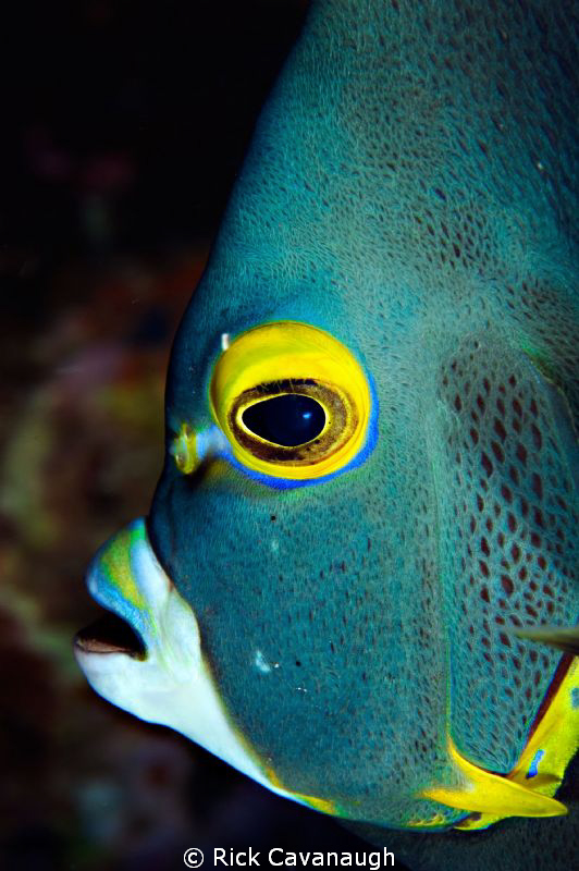 Its not often you get an angelfish to pose by Rick Cavanaugh 