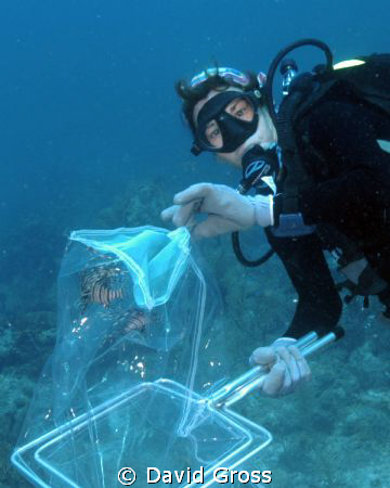 Lionfish have invaded the Keys.  Patti Gross is a part of... by David Gross 