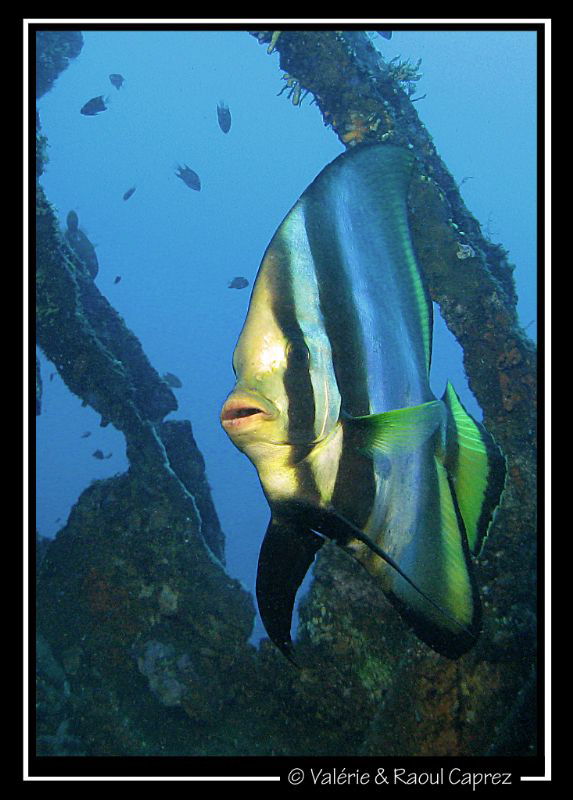 Platax pinnatus in the Liberty wreck by Raoul Caprez 