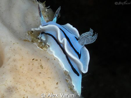 Chromodoris willani by Alex Varani 