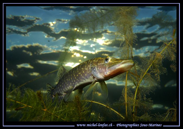 Pike at Sunset... Que du bonheur... :O)... by Michel Lonfat 