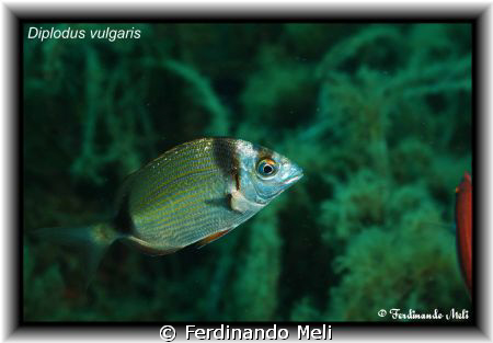 Diplodus vulgaris. by Ferdinando Meli 