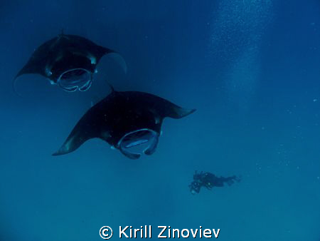 Mantas and photographer by Kirill Zinoviev 