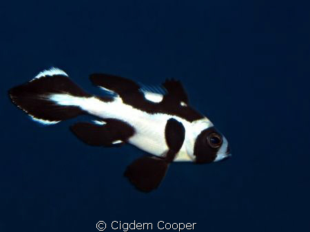 black and white snapper(juvenile). by Cigdem Cooper 