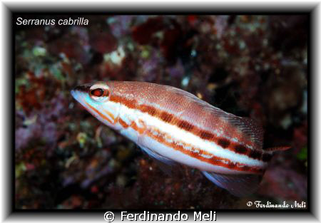 Serranus cabrilla. by Ferdinando Meli 