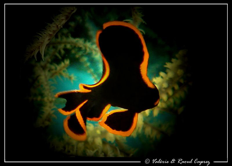 Special effect II (Batfish sp - Juvenile) by Raoul Caprez 