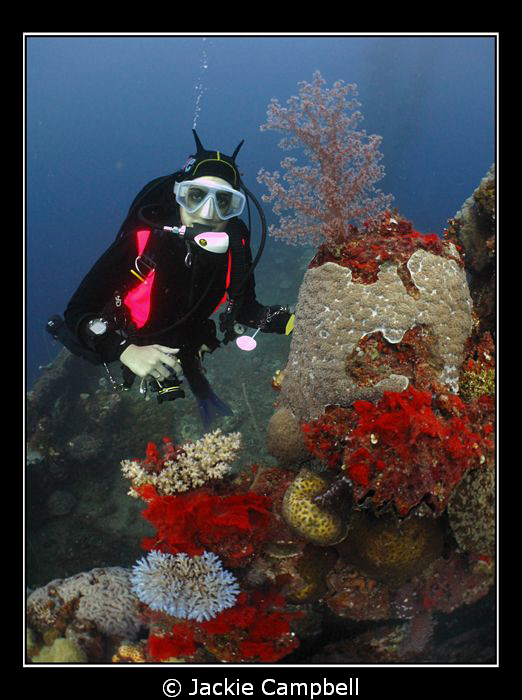Diver with coral on one of the wrecks in Truk Lagoon.
Ca... by Jackie Campbell 