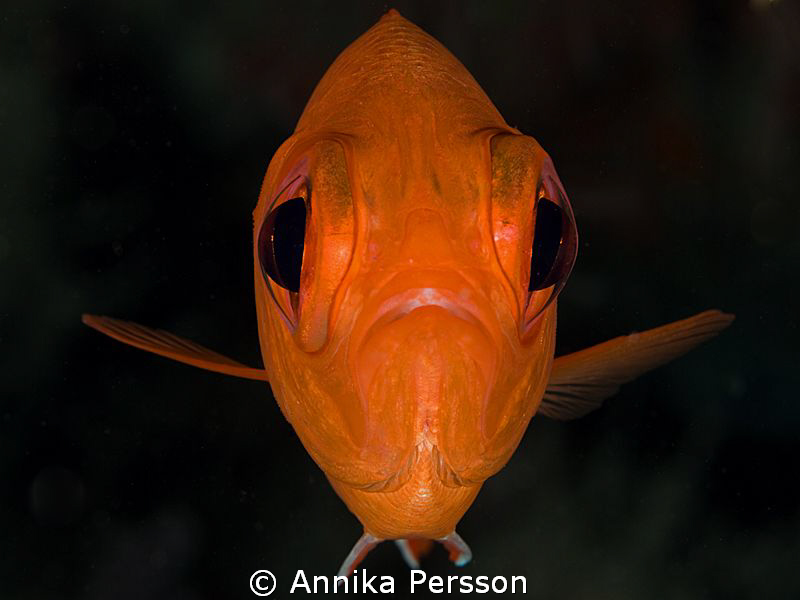 The face of this red fish reminds me of an Alian from spa... by Annika Persson 