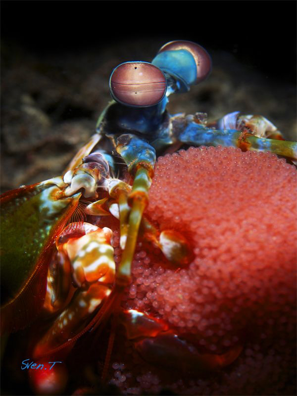 Mantis shrimp with eggs by Sven Tramaux 