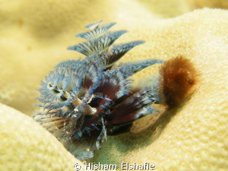 christmas tree worm by Hisham Elshafie 