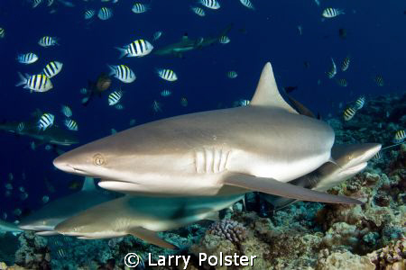 Sharks in Yap by Larry Polster 