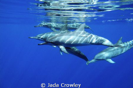 Swimming with Dolphins. Shot taken on a dive trip at Chri... by Jada Crowley 