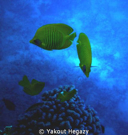 Masked butterfish-Sharm El-shiekh by Yakout Hegazy 