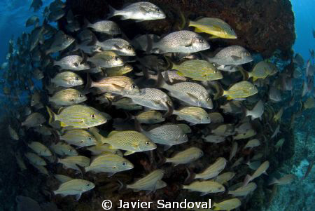 fish arround reef Isla Mujeres by Javier Sandoval 