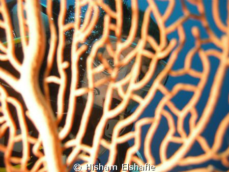 Soft fan corol with diver in background by Hisham Elshafie 