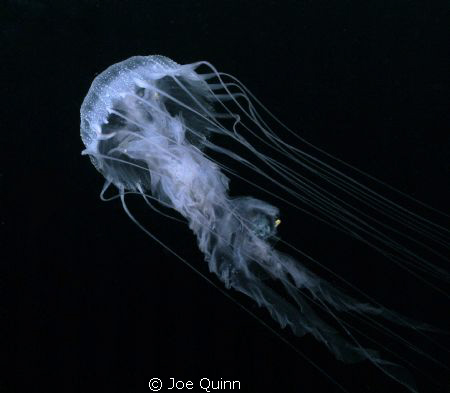 Jelly in mid water by Joe Quinn 