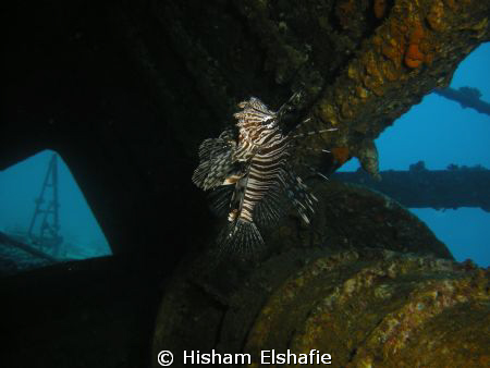 Lion Fish by Hisham Elshafie 