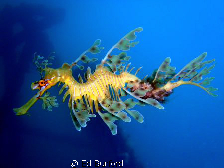 Leafy Sea Dragon taken at the Rapid Bay Jetty on the Fleu... by Ed Burford 