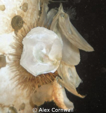 Hidden urchin on the Geo-dome by Alex Cornwall 