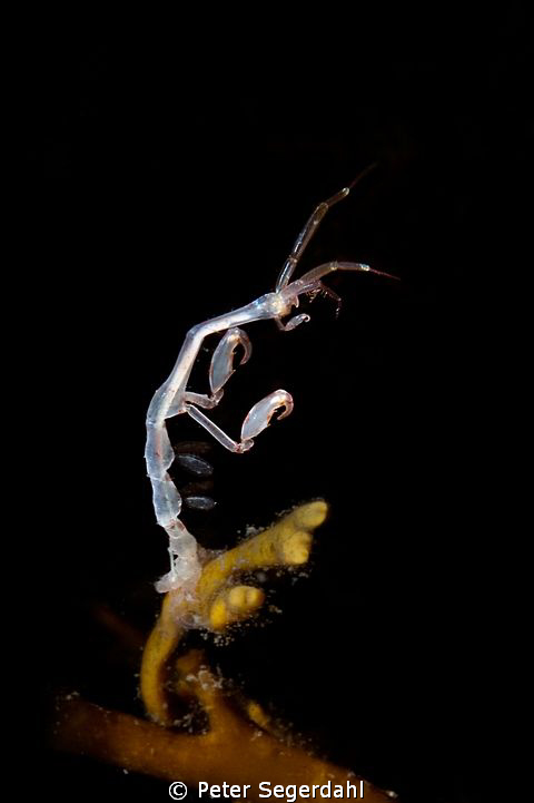 Ghost schrimp aka Caprella linearis
 by Peter Segerdahl 