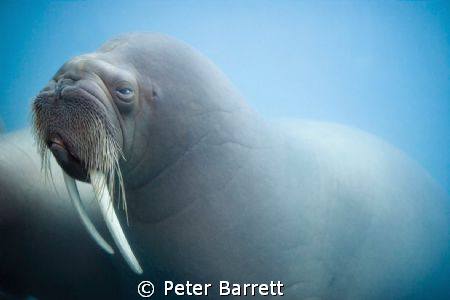 Shot in a tank at 6 Flags California while on assignment ... by Peter Barrett 