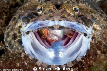 Crocodilefish swallowing scorpionfish by Steven Eilenberg 