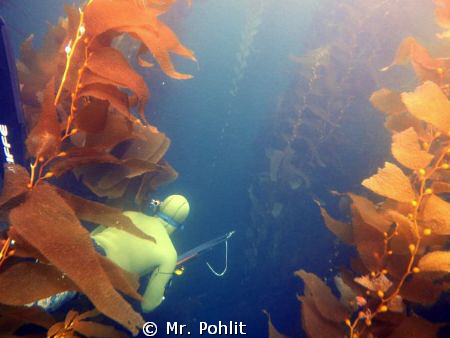 Nice day at Catalina Island, California freedive spearfis... by Mr. Pohlit 