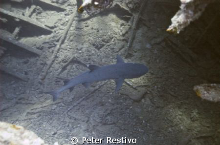 Hawaii Wreck of the San Pedro  White tips shark with hook... by Peter Restivo 