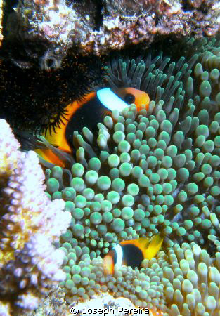 A family of clown fish I snuck up on while snorkeling at ... by Joseph Pereira 