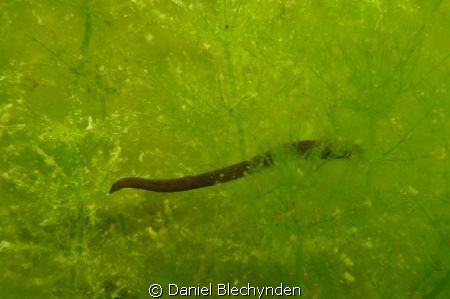 Leach in the dam by Daniel Blechynden 