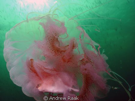 Underside of a Jellyfish by Andrew Raak 