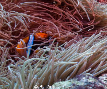 Can't see me...Coral Sea, anemone fish. by Bill Arle 