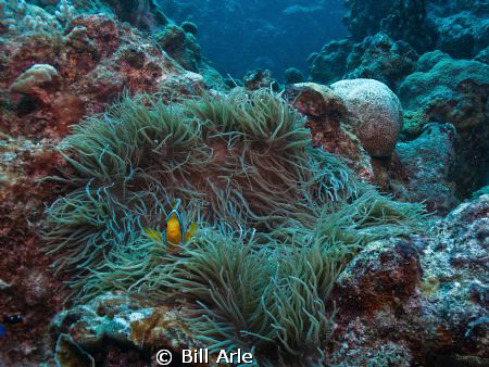 Anemone fish.  Coral Sea.  Canon G-10. by Bill Arle 