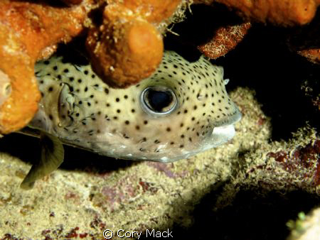 Puffer Fish shot with Olympus EPL-1.  Great dive in the C... by Cory Mack 