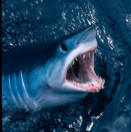 Another shot of the mako seen at the Neptune Island of So... by Craig Scott 