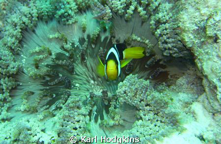 Anenomae Fish stands guard by Karl Hodgkins 