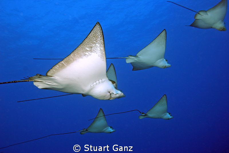 Spotted eagle rays swimming over the "Mahi" ship wreck. by Stuart Ganz 