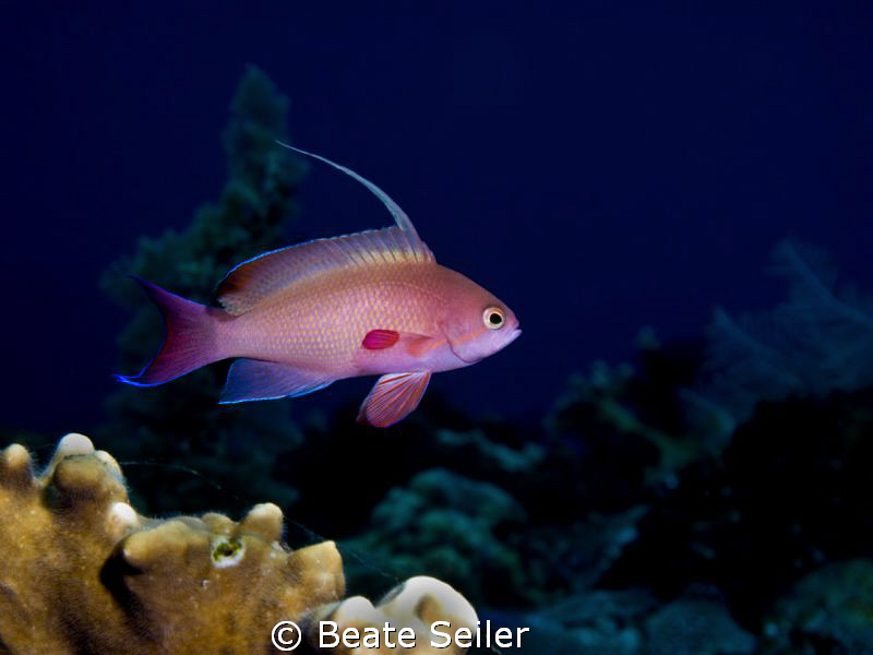 Anthias , taken with Canon G10 and UCL165 by Beate Seiler 